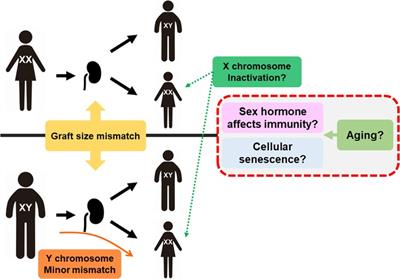 Sex difference and immunosenescence affect transplantation outcomes